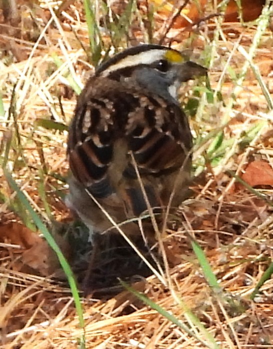 White-throated Sparrow - ML642940093