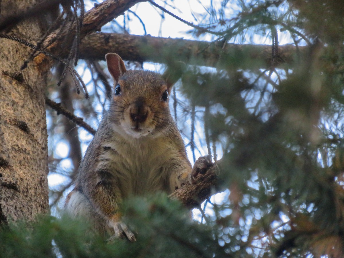 Eastern Gray Squirrel - ML642940111