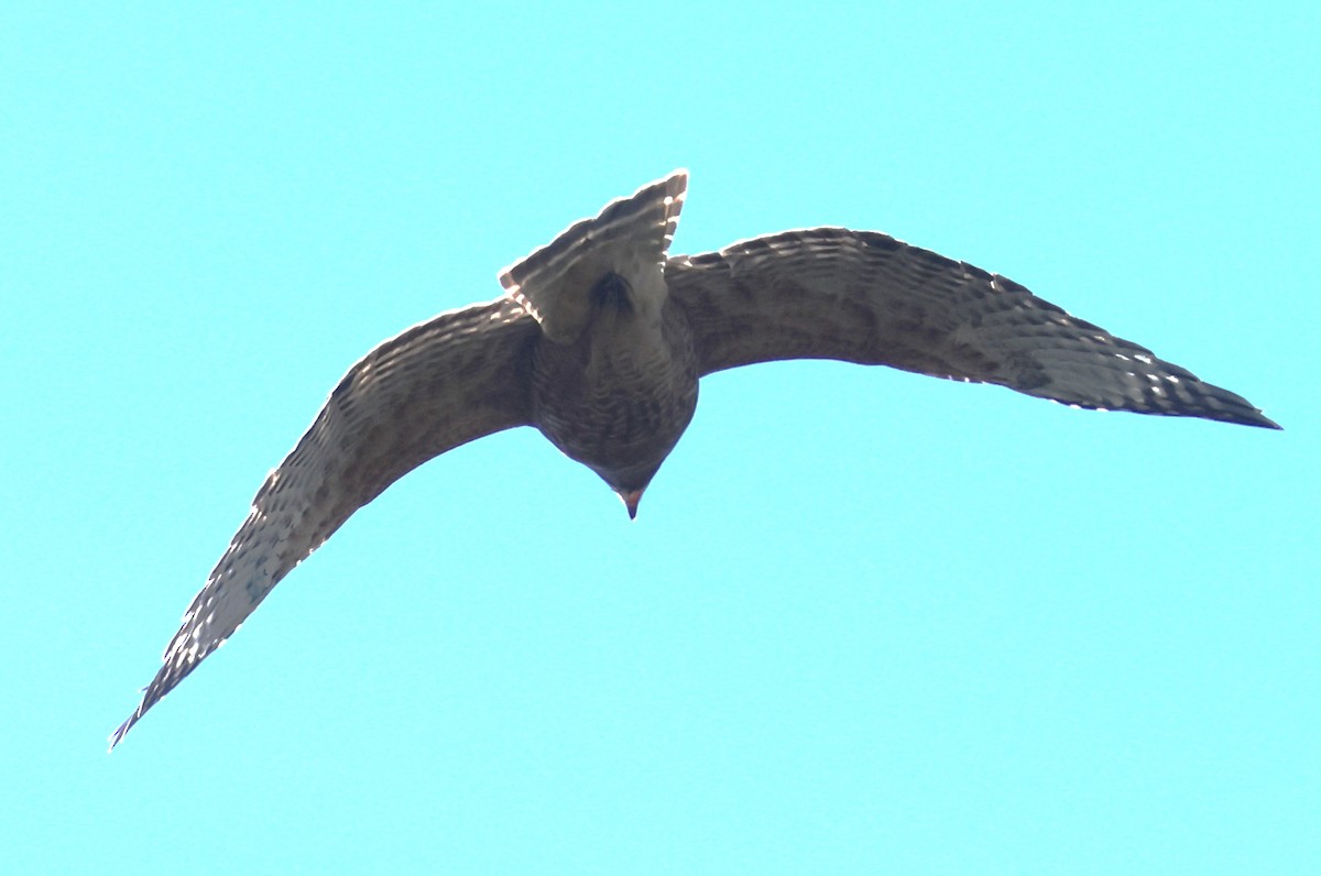 Red-shouldered Hawk - ML642940117