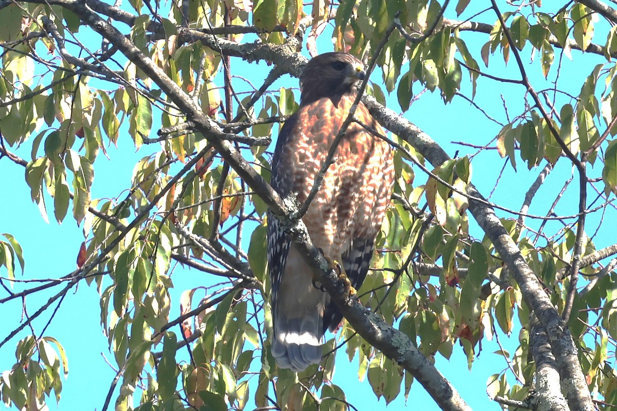 Red-shouldered Hawk - ML642940118