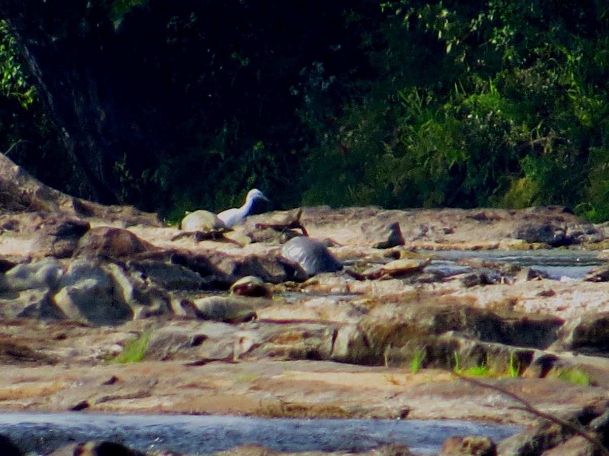 Little Blue Heron - ML642940119