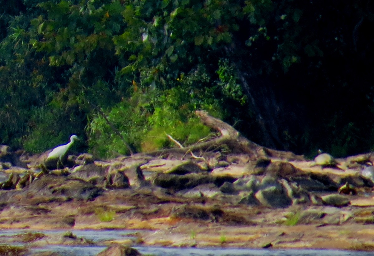 Little Blue Heron - ML642940120