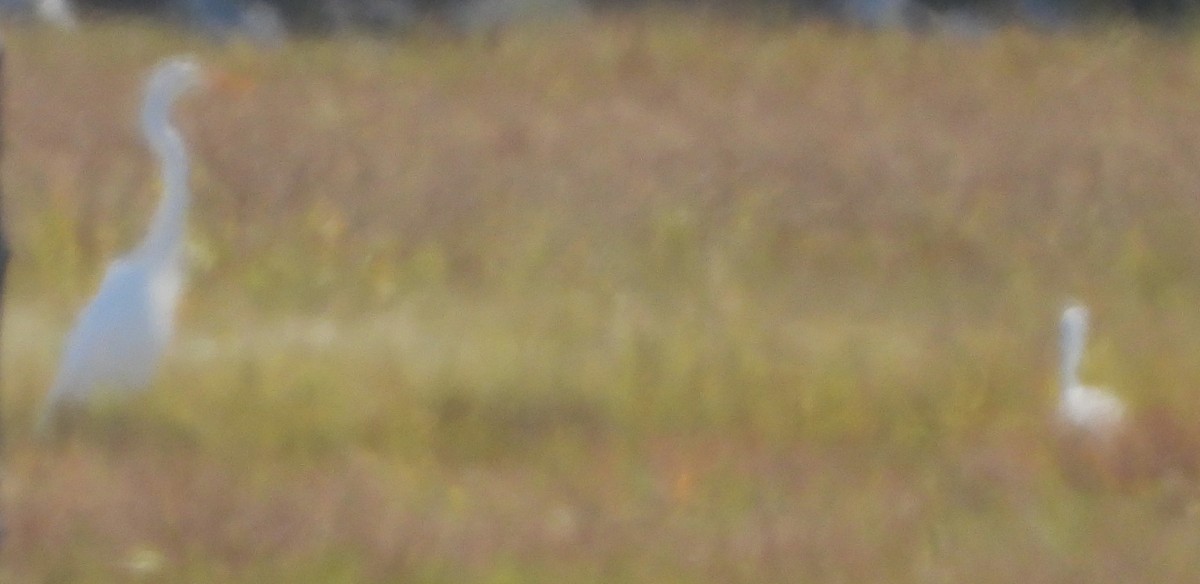 Snowy Egret - ML642940121