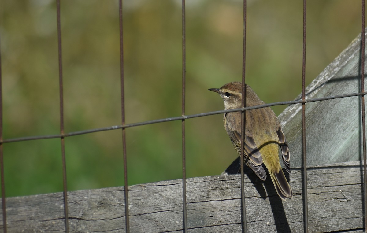 Palm Warbler (Western) - ML642940122