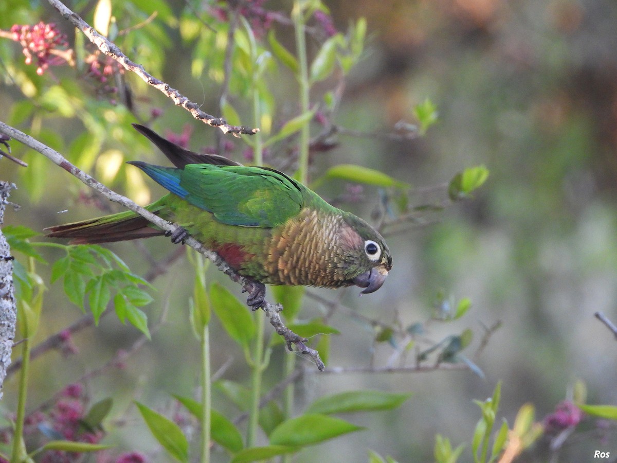 Maroon-bellied Parakeet - ML642940123