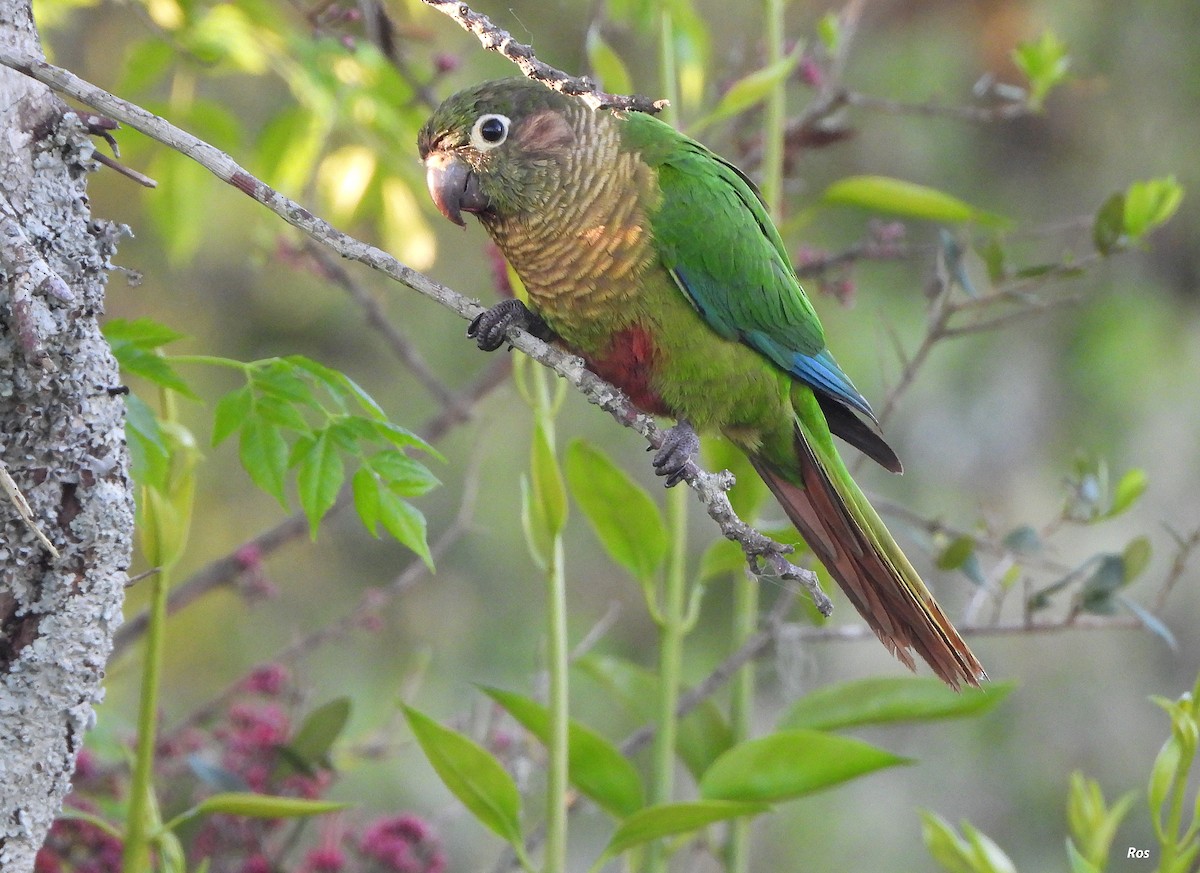Maroon-bellied Parakeet - ML642940124