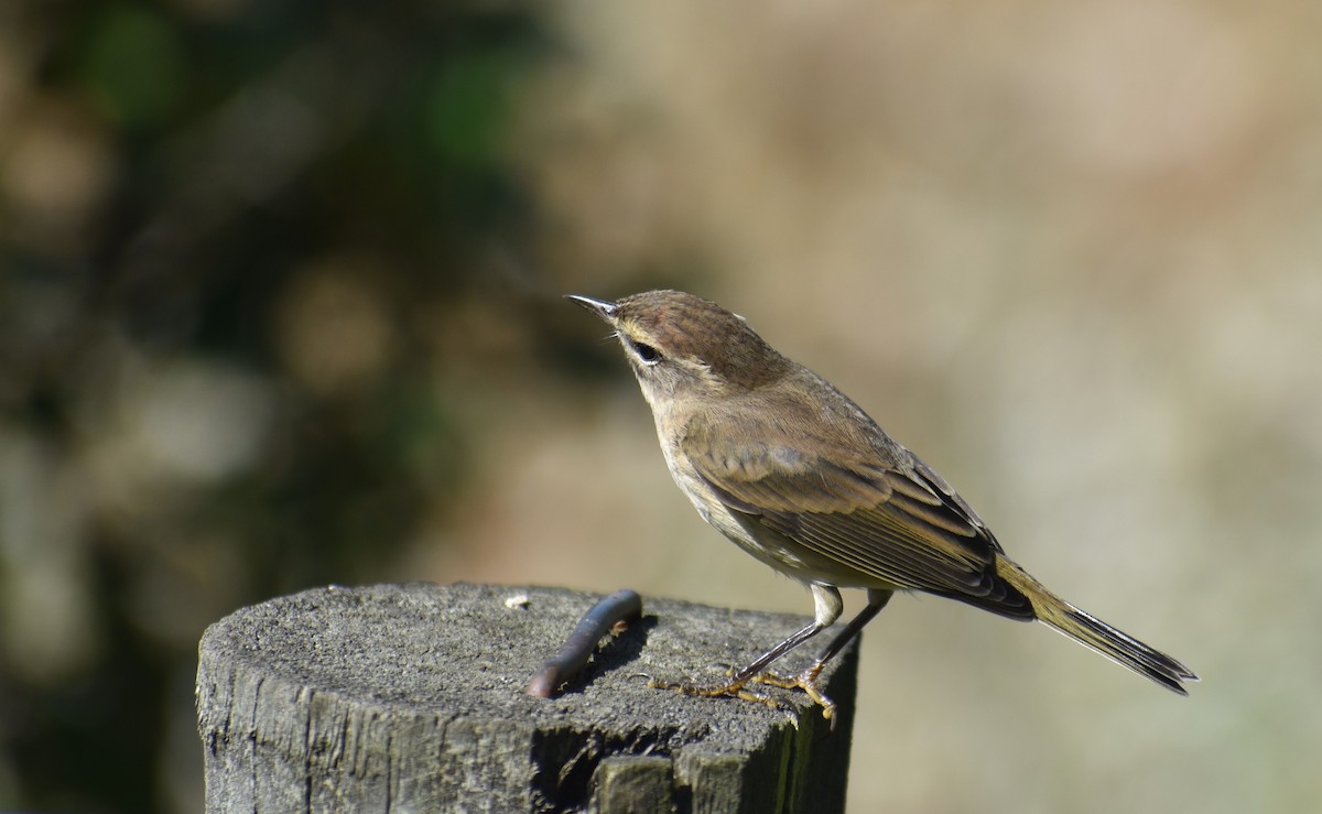 Palm Warbler (Western) - ML642940127