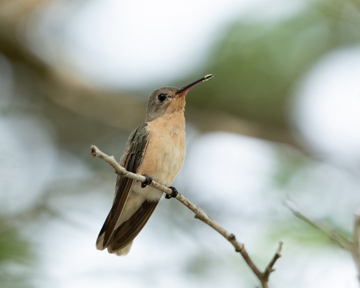 Buffy Hummingbird - ML642940128