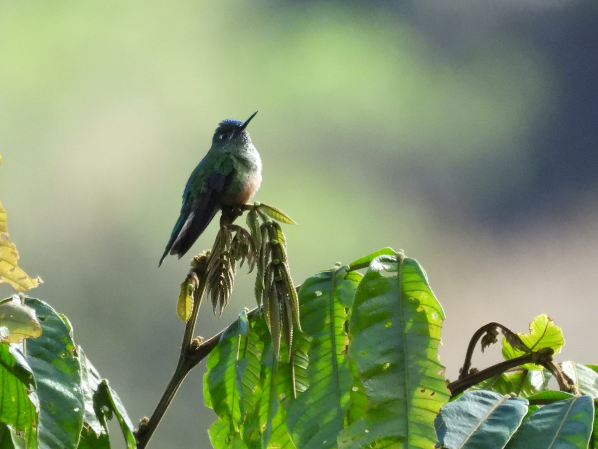 Blue-capped Puffleg - ML642940129