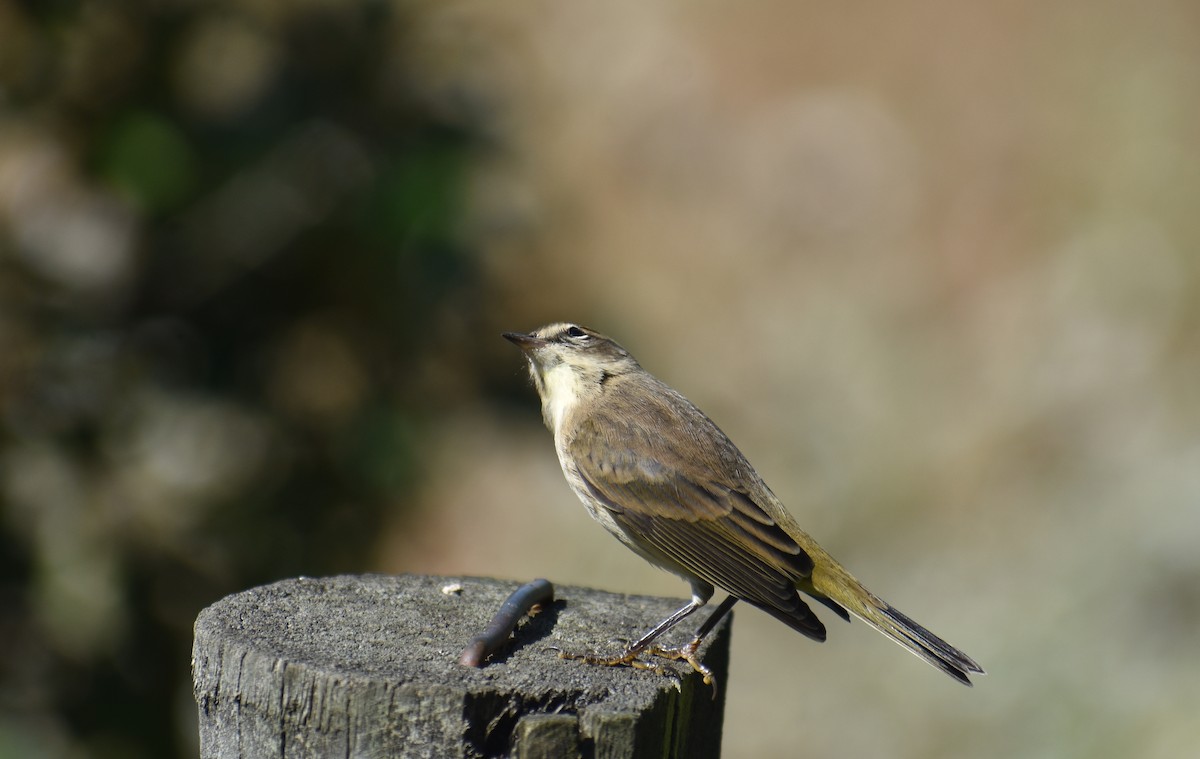 Palm Warbler (Western) - ML642940130