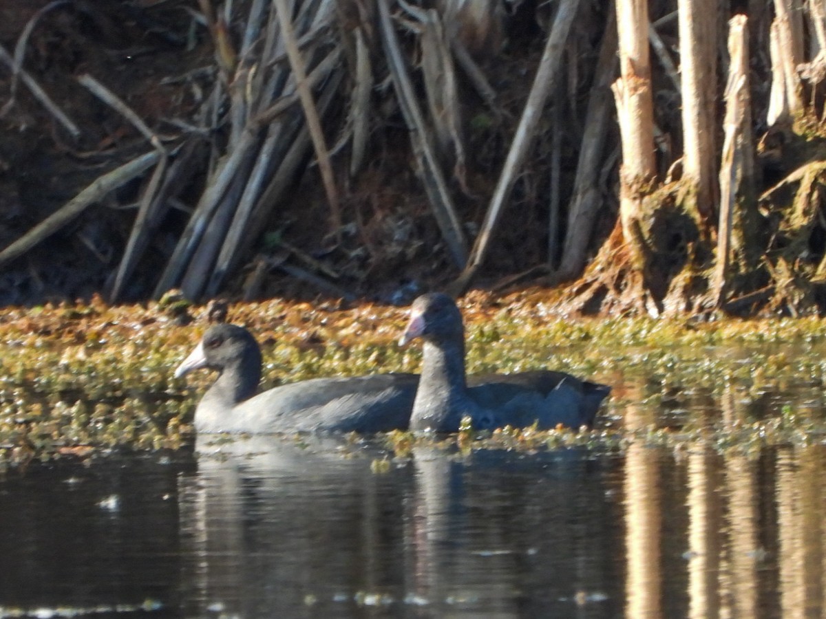 American Coot - ML642940132