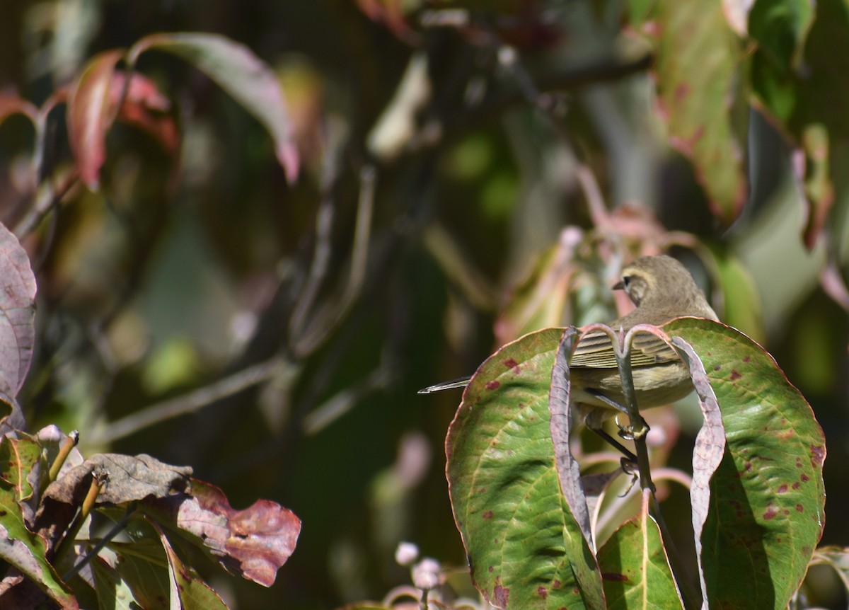 Palm Warbler (Western) - ML642940133