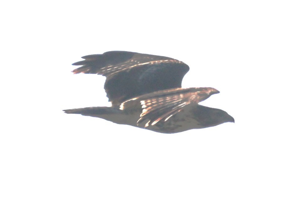 Poiana codarossa - ML642940138