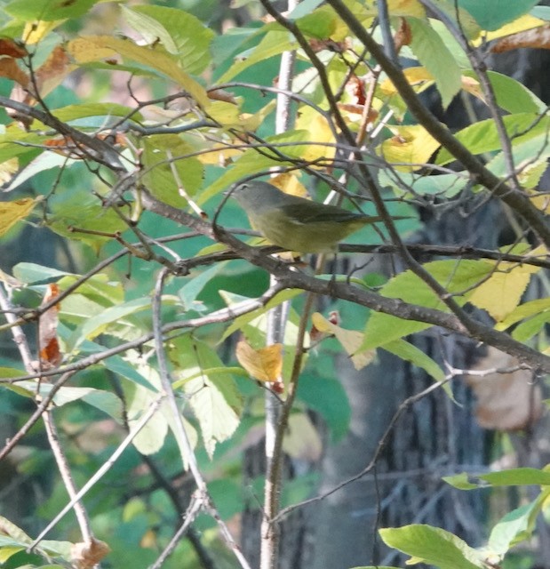 Orange-crowned Warbler - ML642940139