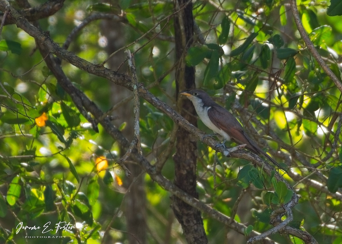 Yellow-billed Cuckoo - ML642940140