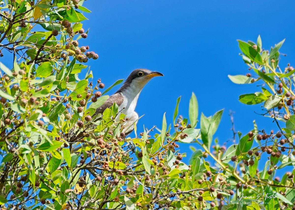 Yellow-billed Cuckoo - ML642940141