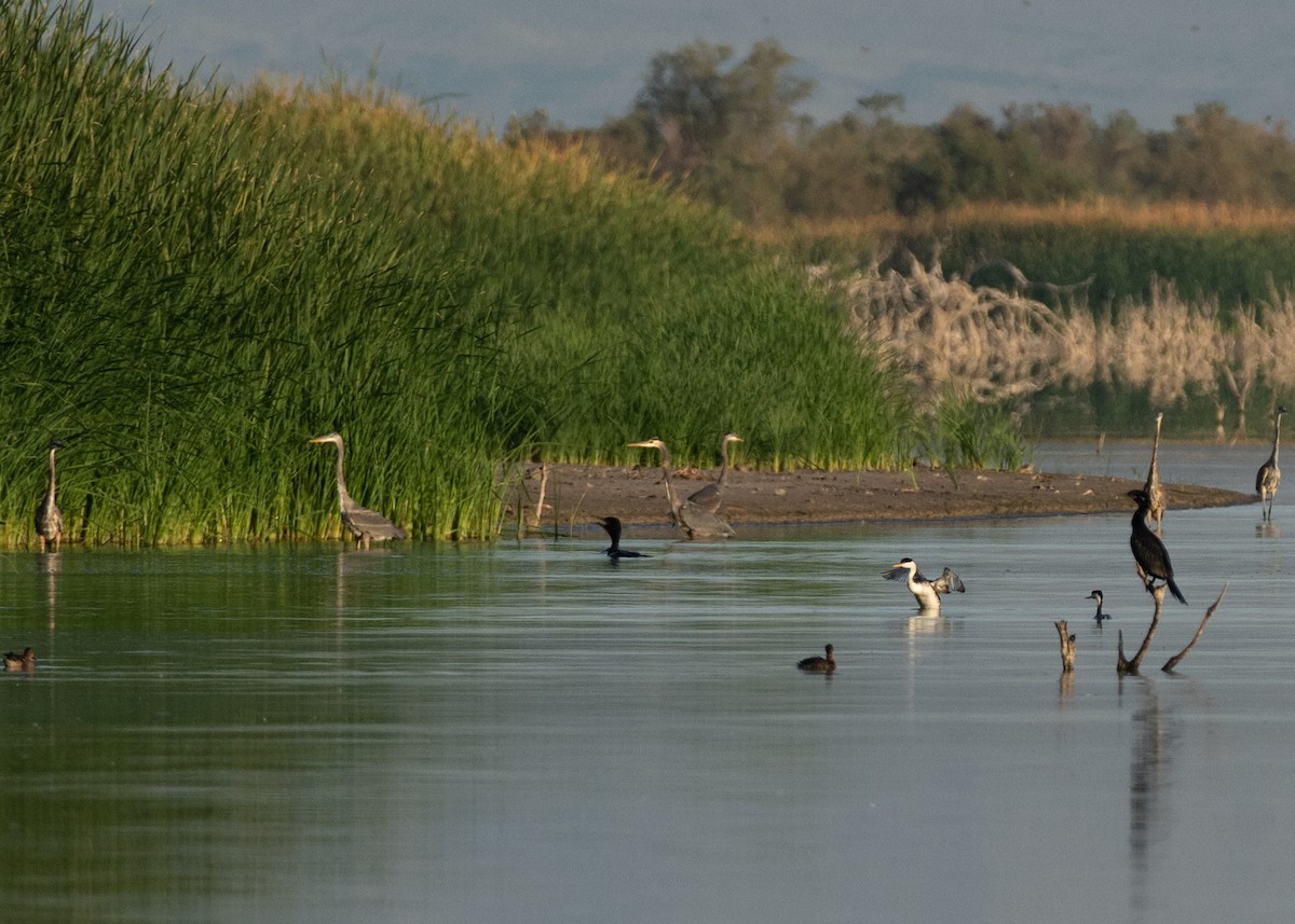Great Blue Heron - ML642940142
