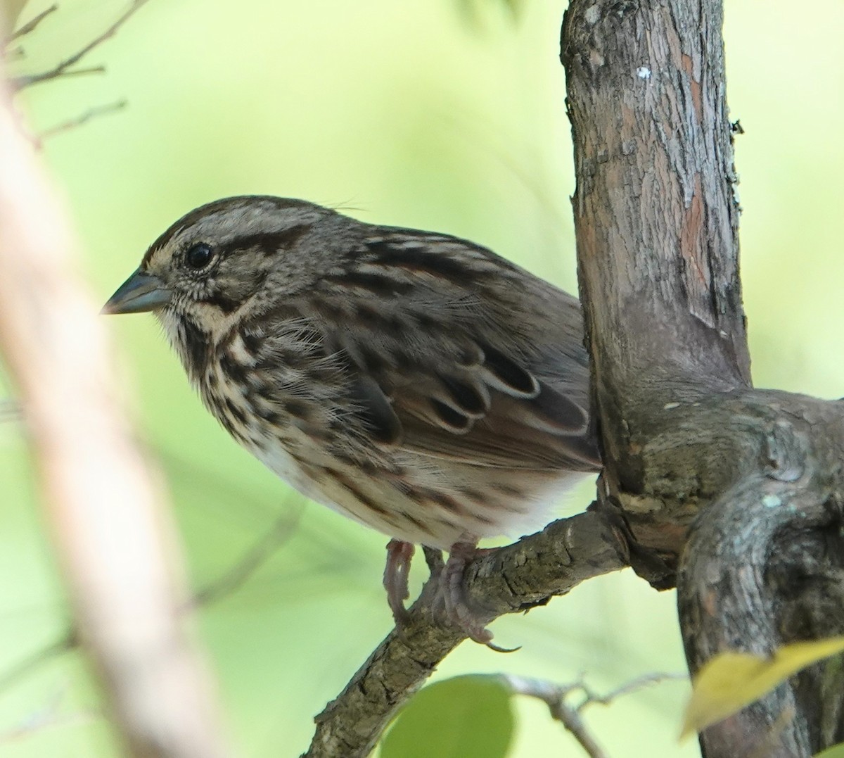 Song Sparrow - ML642940149