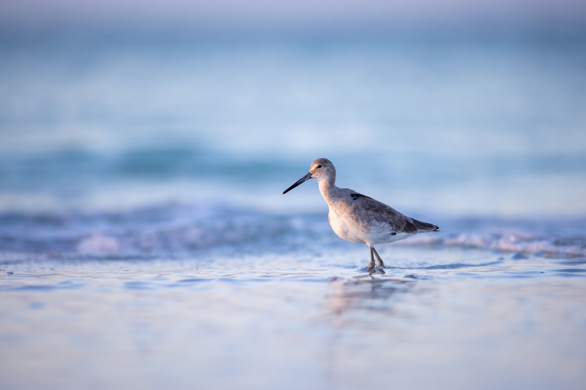 Willet - ML642940172