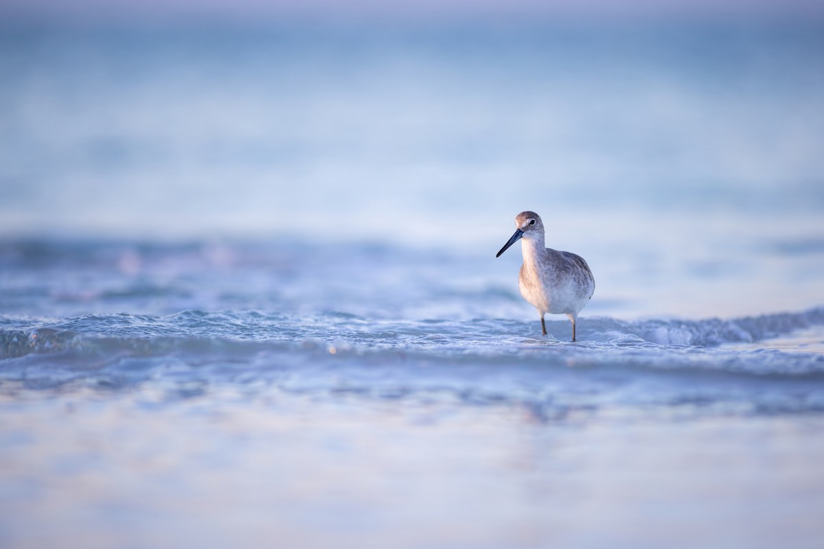 Willet - ML642940173