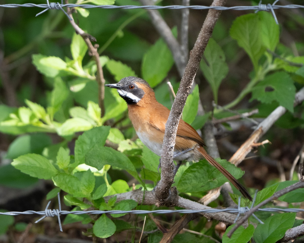 White-whiskered Spinetail - ML642940205