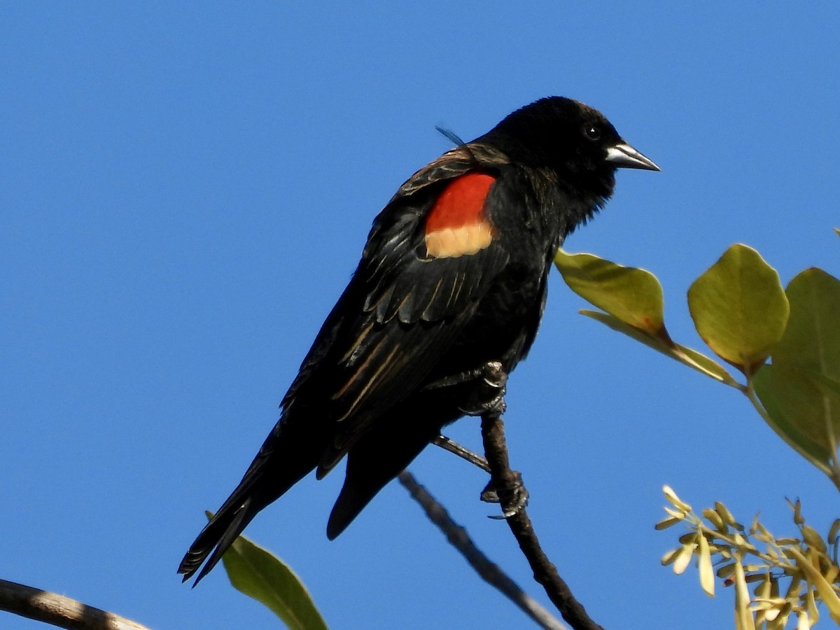 Red-winged Blackbird - ML642940213