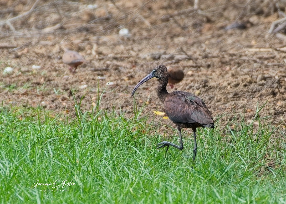 Glossy Ibis - ML642940225