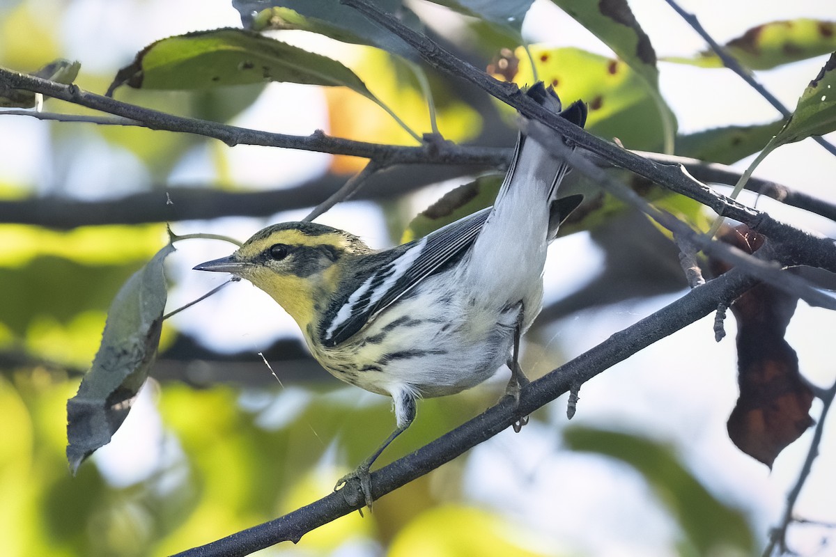 Blackburnian Warbler - ML642940245