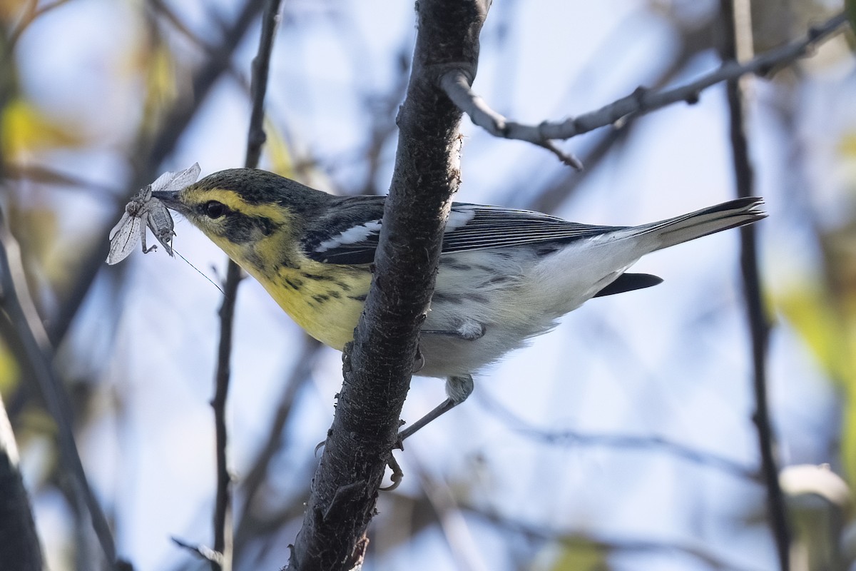 Blackburnian Warbler - ML642940246