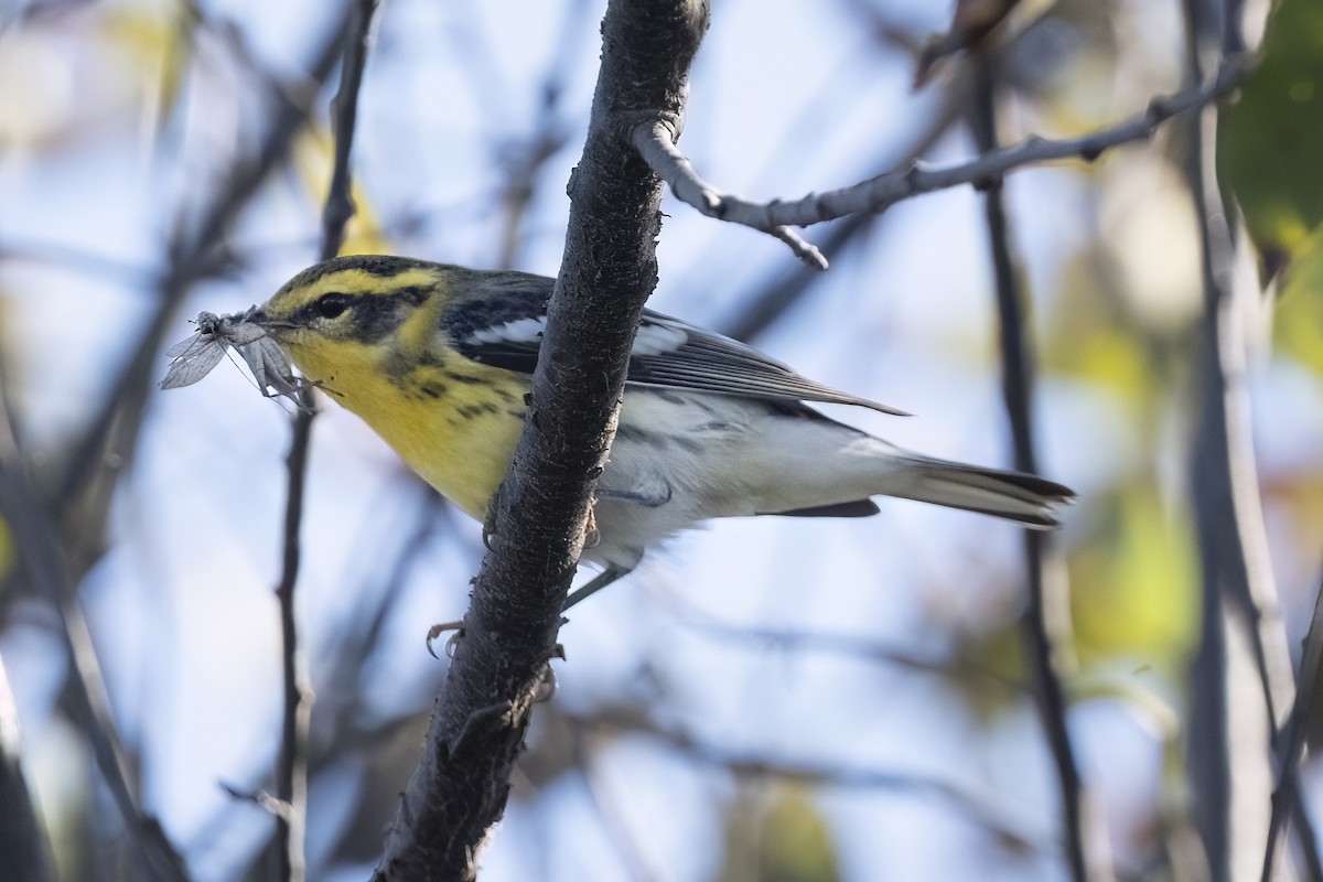 Blackburnian Warbler - ML642940247