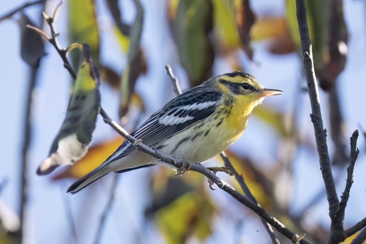 Blackburnian Warbler - ML642940248