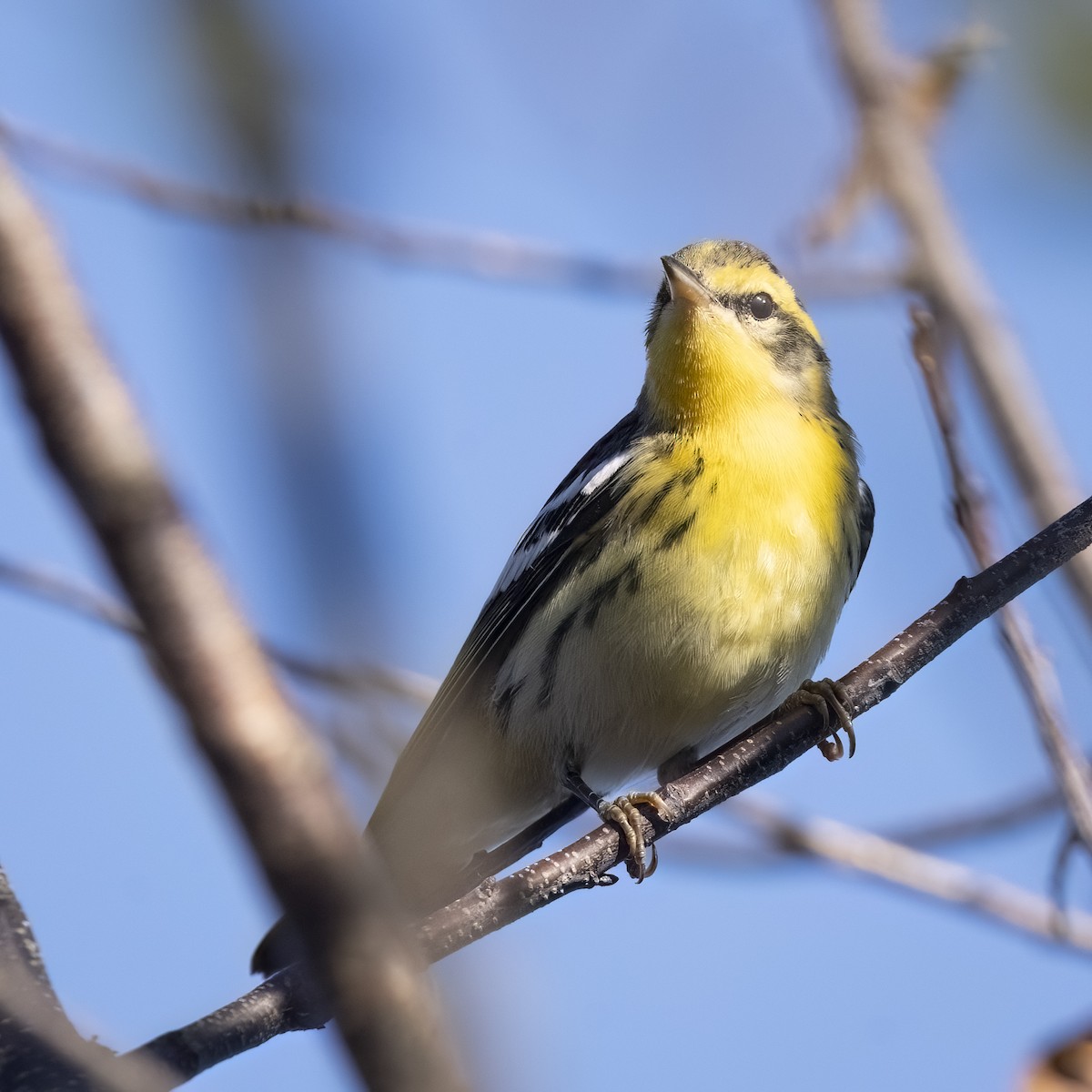 Blackburnian Warbler - ML642940249