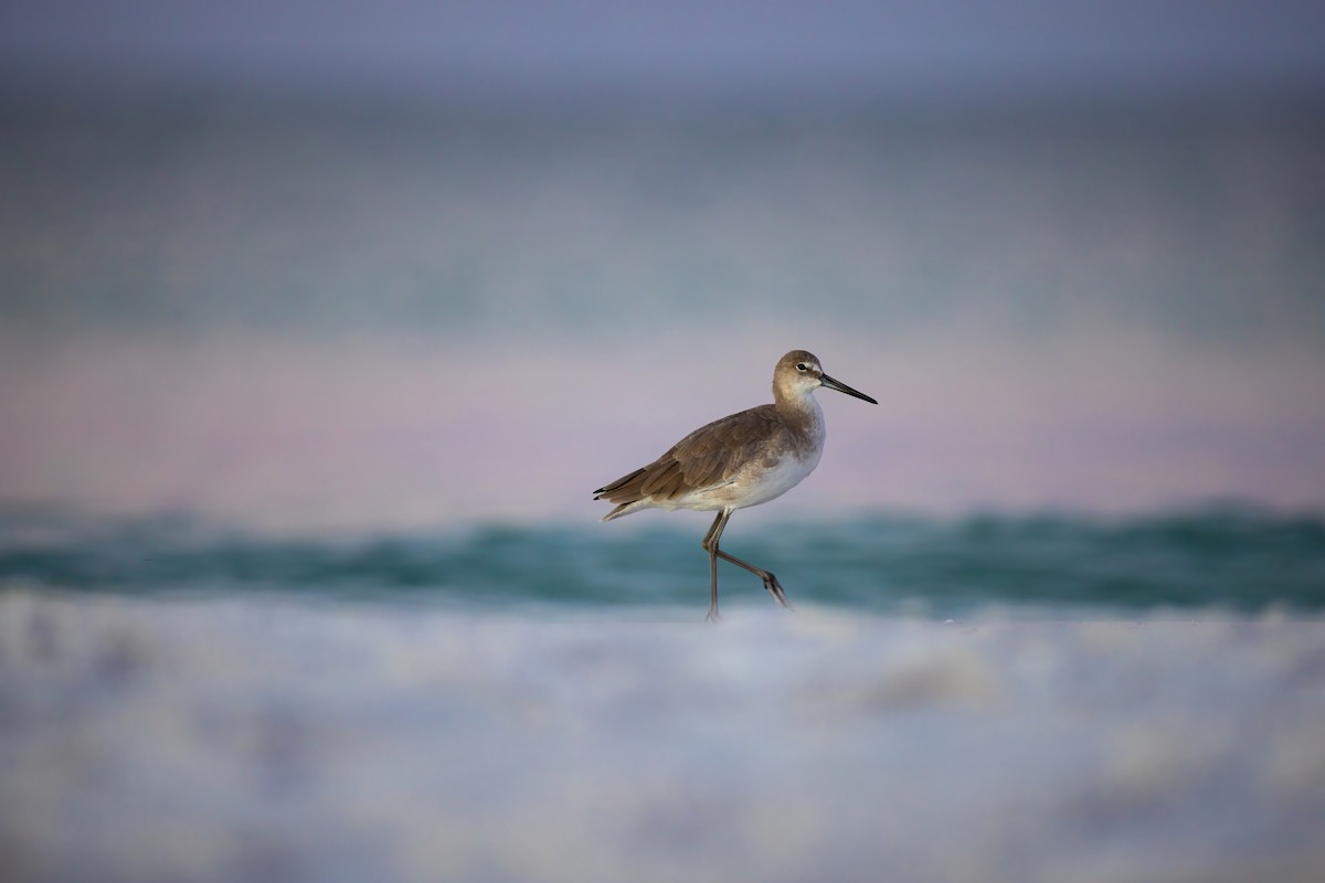 Willet - ML642940254