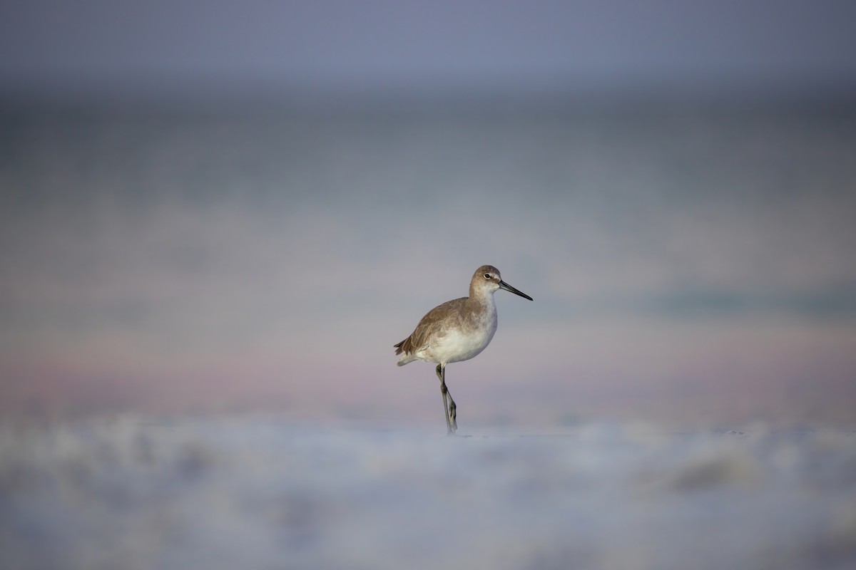 Willet - ML642940255