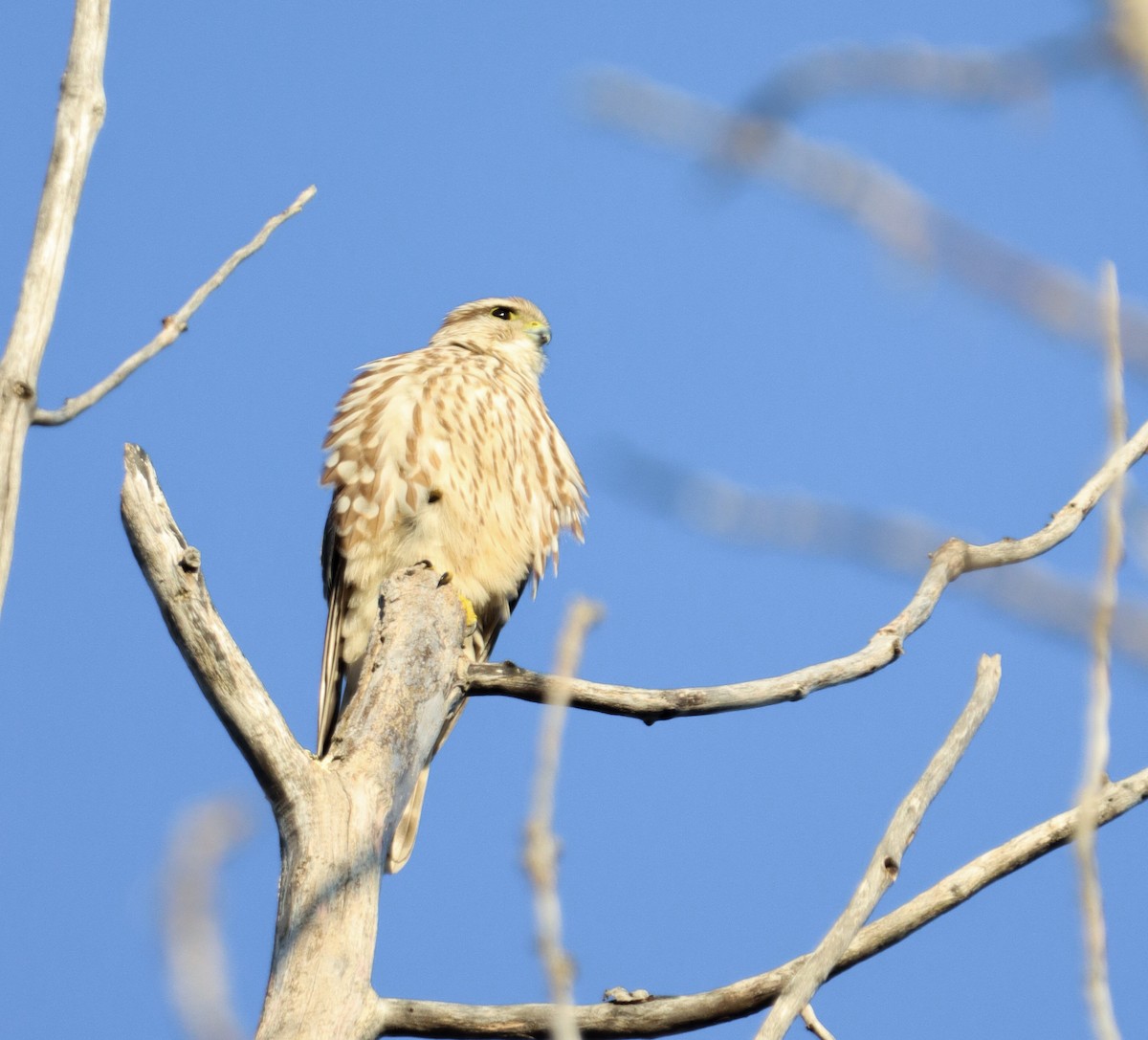Merlin - ML642940264