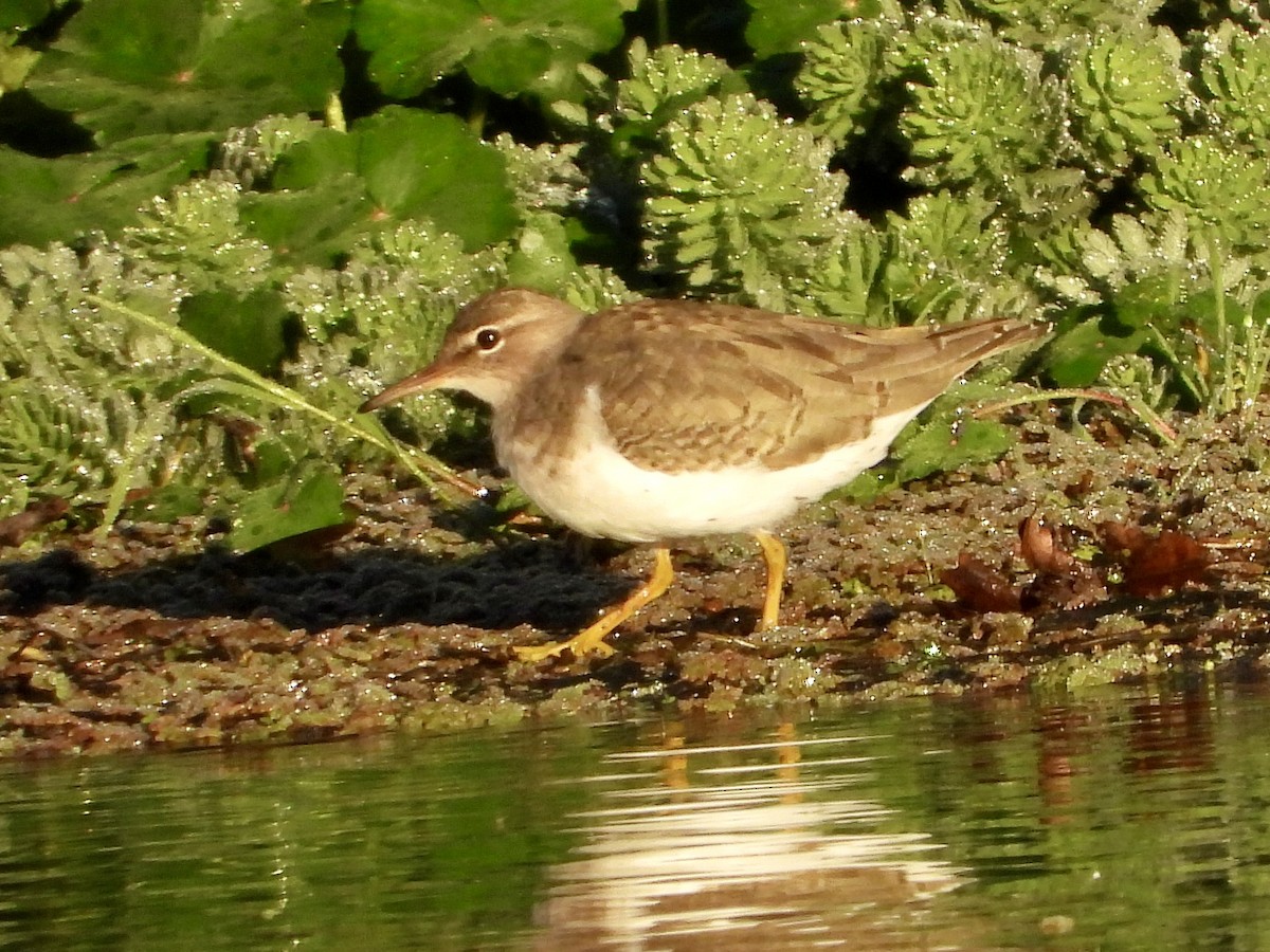 Spotted Sandpiper - ML642940273