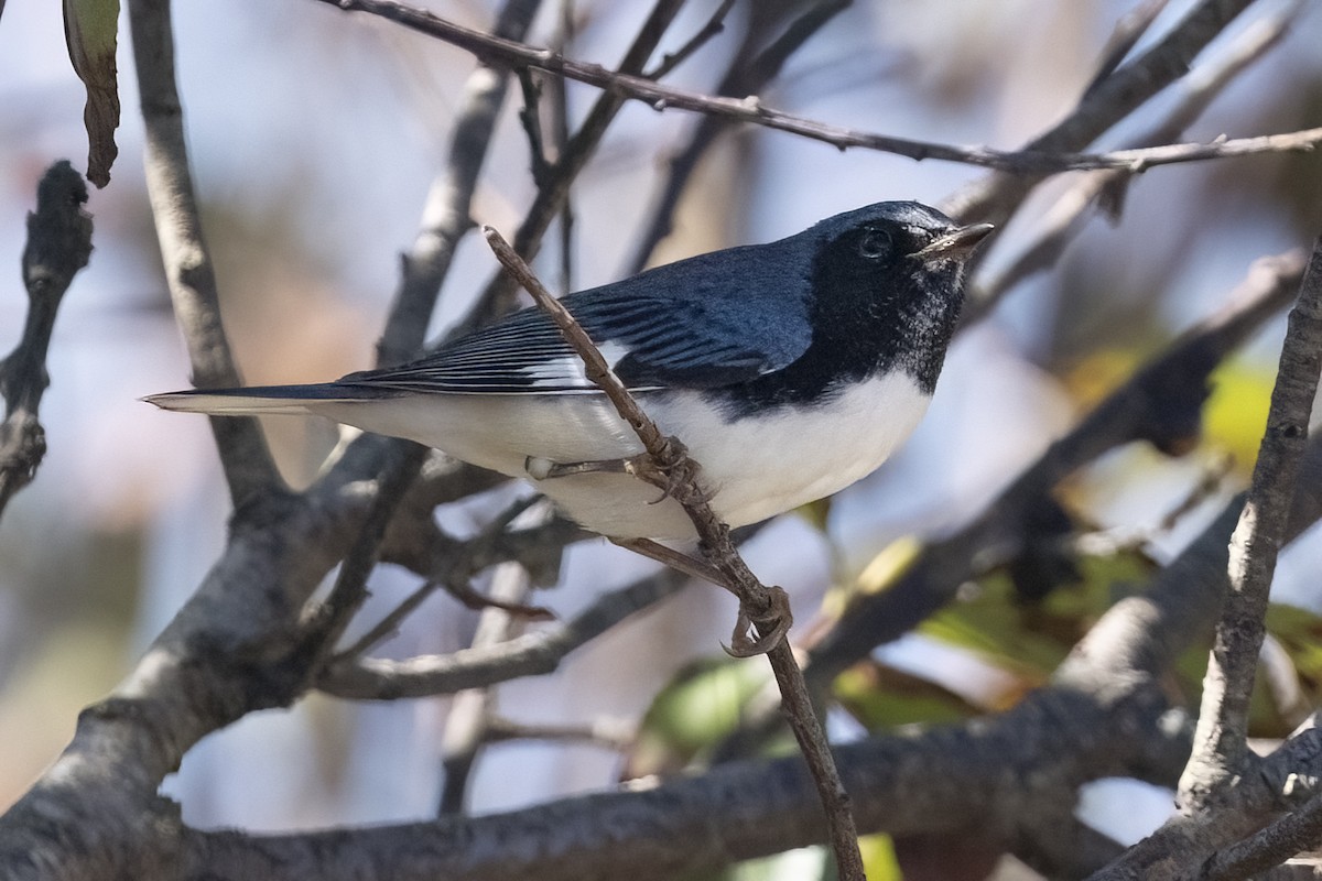 Black-throated Blue Warbler - ML642940275