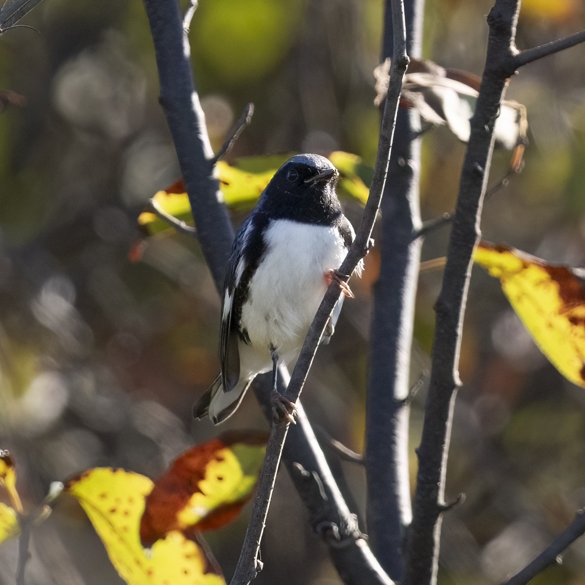Black-throated Blue Warbler - ML642940276