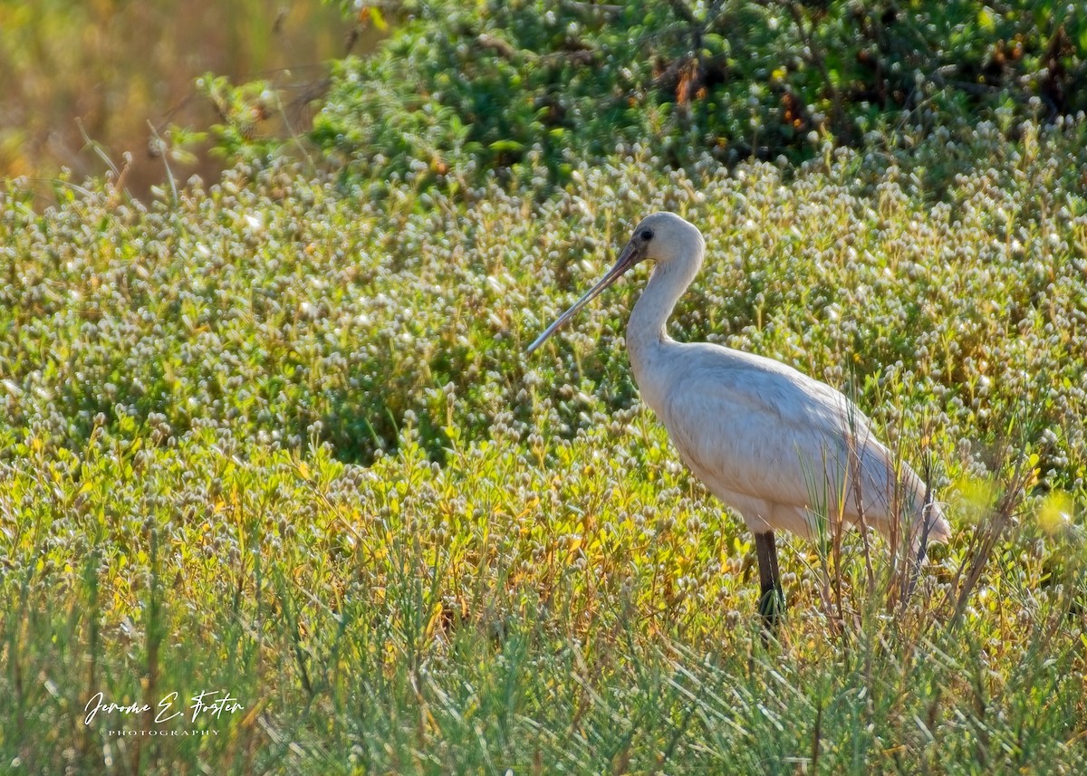 Eurasian Spoonbill - ML642940277