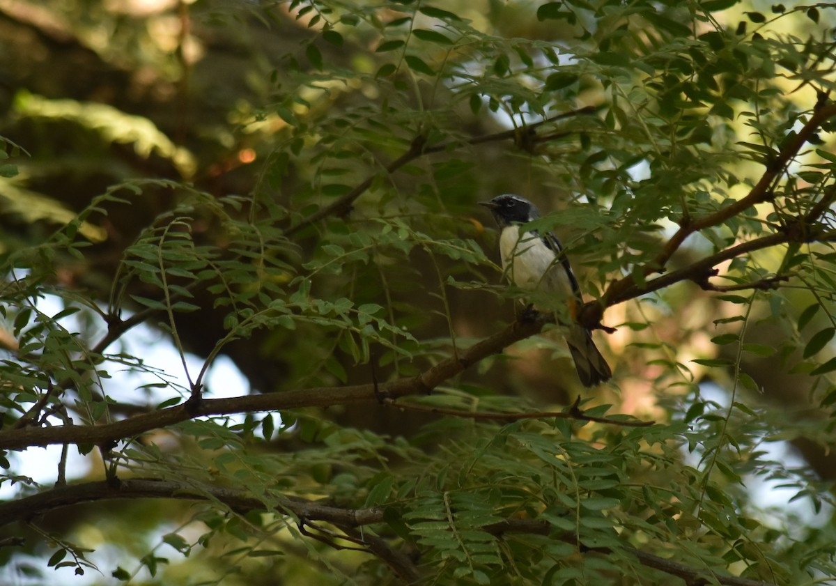 Black-throated Blue Warbler - ML642940286