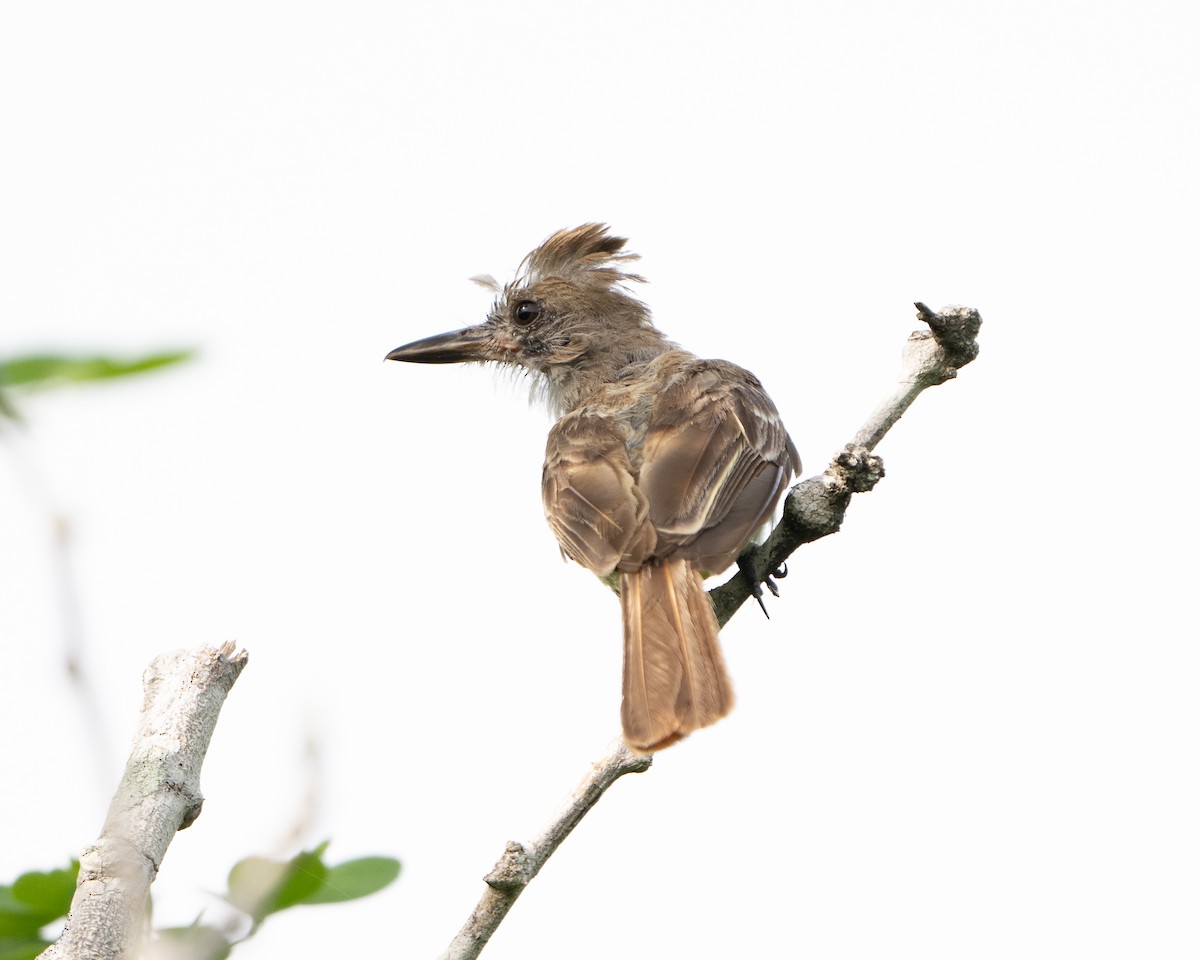 Brown-crested Flycatcher - ML642940292