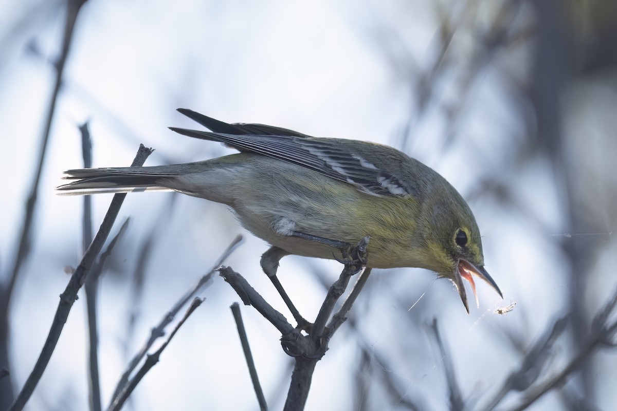 Pine Warbler - ML642940302