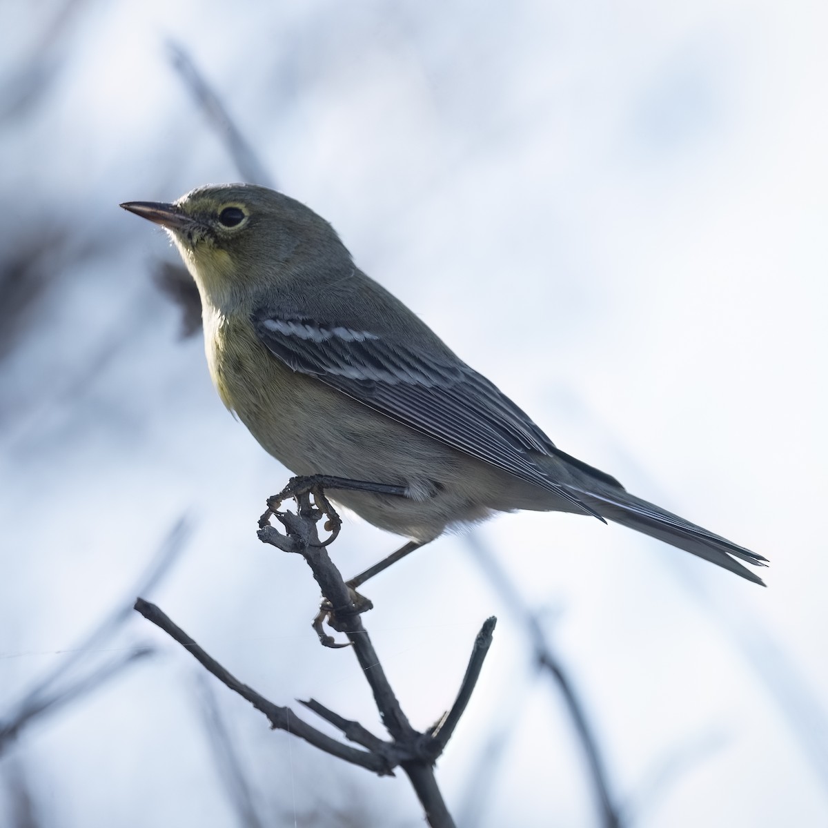 Pine Warbler - ML642940303
