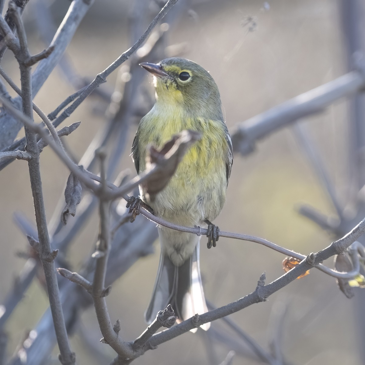 Pine Warbler - ML642940304