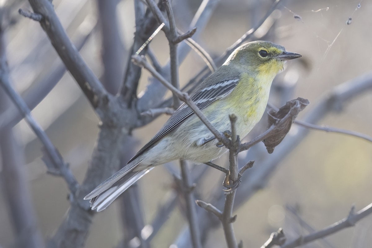 Pine Warbler - ML642940305