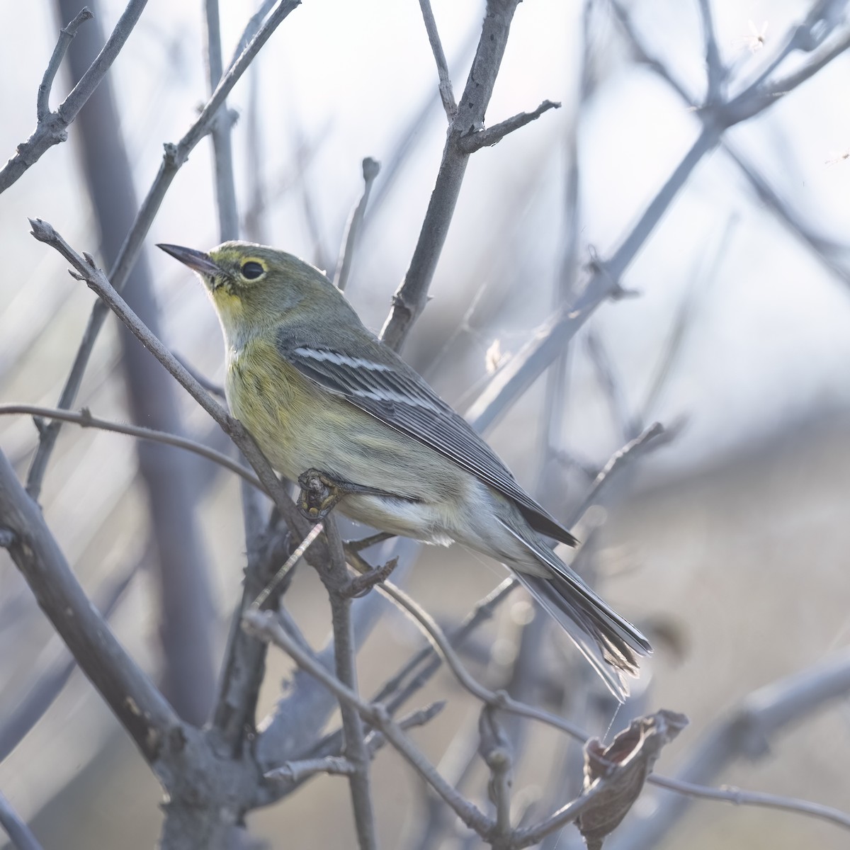 Pine Warbler - ML642940306