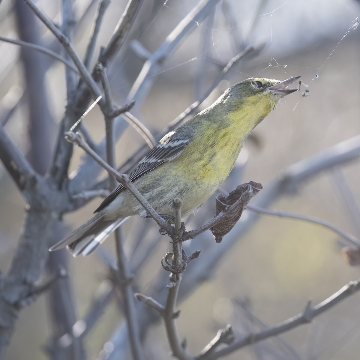 Pine Warbler - ML642940307