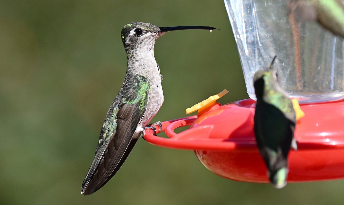 Colibri de Rivoli - ML642940321