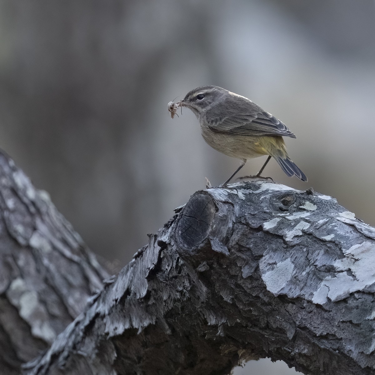 Palm Warbler - ML642940333