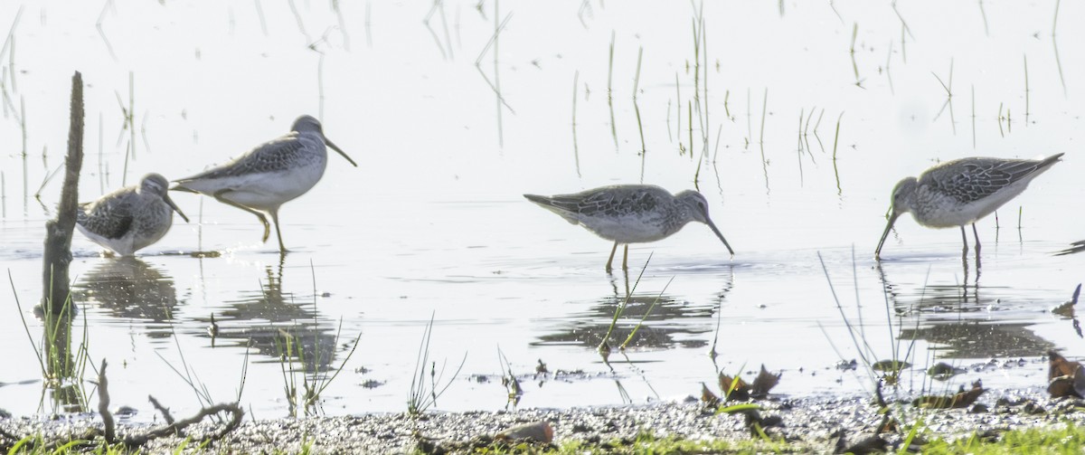 styltesnipe - ML642940335